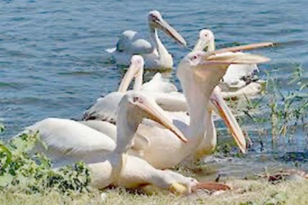 Bâlbă intenţionează să construiască un adăpost de iarnă pentru pelicani